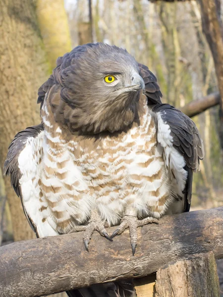 Short-toed snake eagle (Circaetus gallicus) — Stock Photo, Image