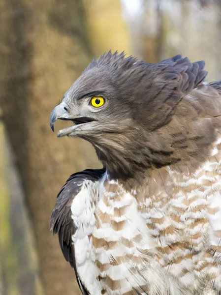 Águila serpiente de dedos cortos (Circaetus gallicus) — Foto de Stock