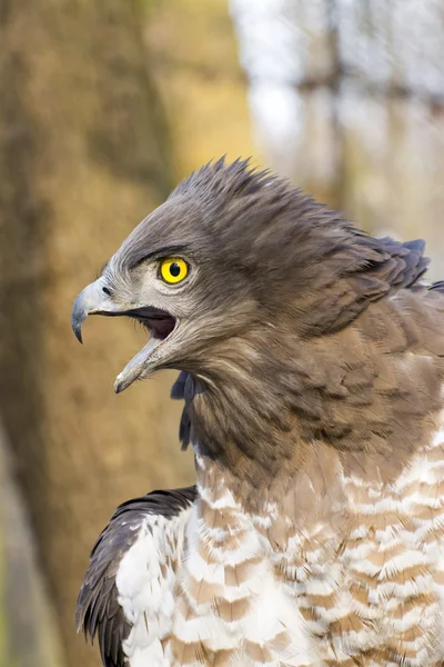 Short-toed snake eagle (Circaetus gallicus) — Stock Photo, Image