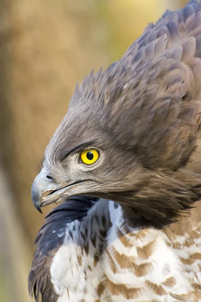 Short-toed snake eagle (Circaetus gallicus) — Stock Photo, Image