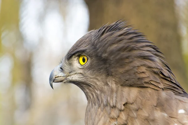 短趾蛇鹰（Circaetus gallicus）) — 图库照片