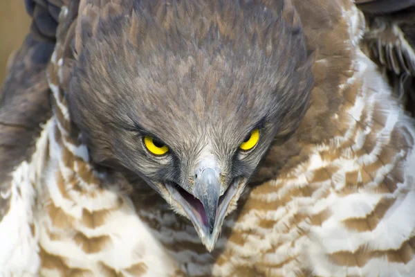 Short-toed snake eagle (Circaetus gallicus) — Stock Photo, Image