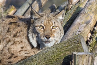 Avrasya vaşağı (Vaşak Vaşağı))