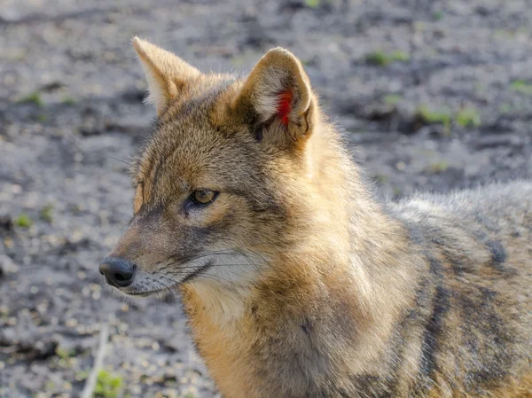 Chacal dourado (Canis aureus ) — Fotografia de Stock