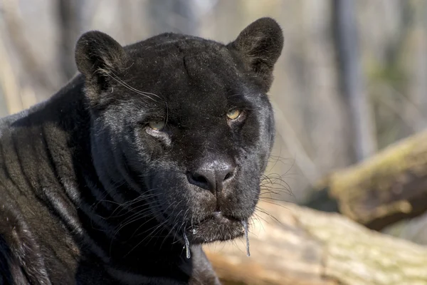 Jaguar (Panthera onca) —  Fotos de Stock