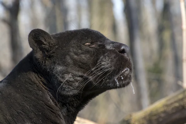 Onça-pintada (Panthera onca) — Fotografia de Stock