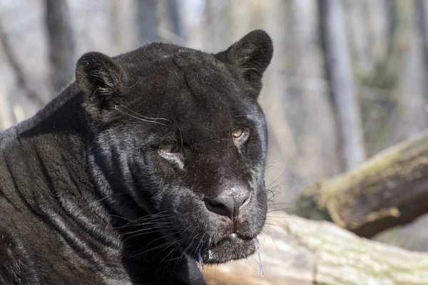 Jaguar (Panthera onca) —  Fotos de Stock