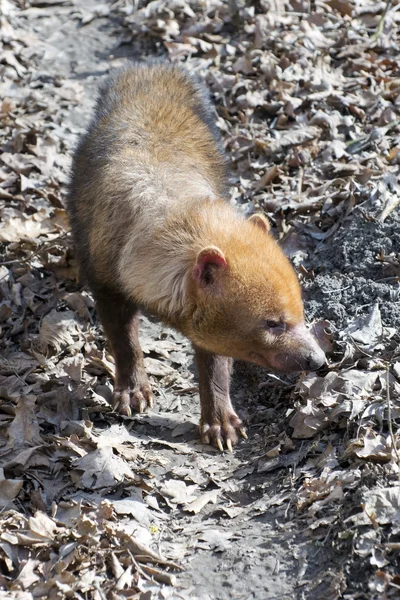 Bush dog (Speothos venaticus) — Stock Photo, Image