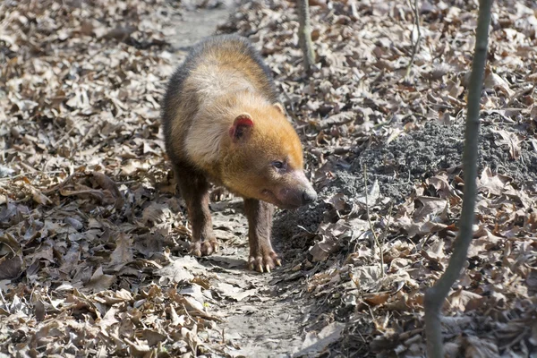 Bush dog (Speothos venaticus) — Stock Photo, Image