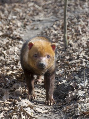Bush köpek (speothos venaticus)