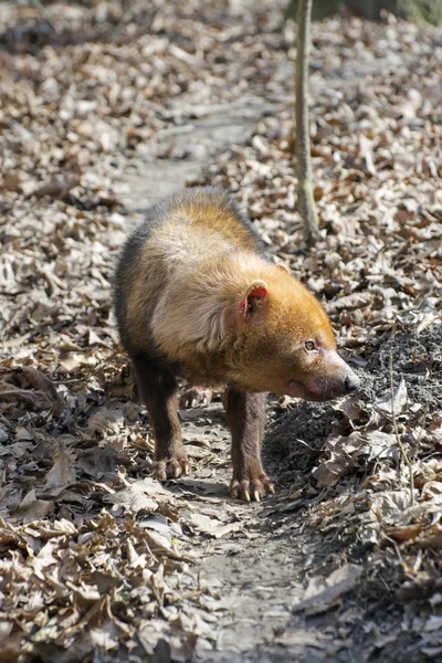 Cane cespuglio (Speothos venaticus ) — Foto Stock