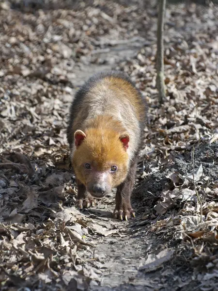 Pies leśny (speothos venaticus) — Zdjęcie stockowe