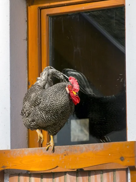 Chanticleer (Gallus domesticus) — Stock Photo, Image