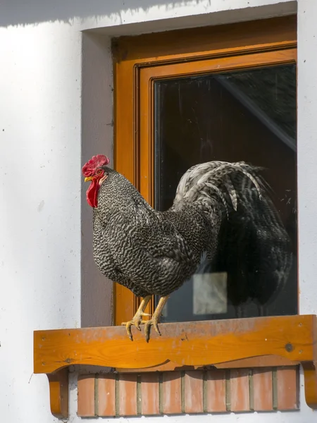 Chanticleer (Gallus domesticus) — Stock Photo, Image