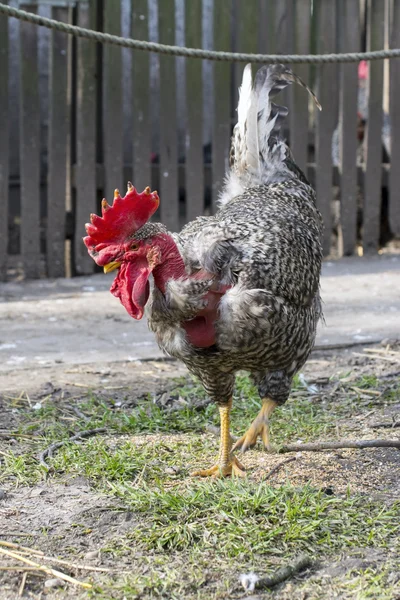 Naakte nek chanticleer (Gallus domesticus) — Stockfoto