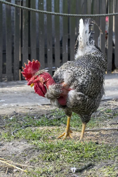 Naked neck chanticleer (Gallus domesticus) — Stock Photo, Image