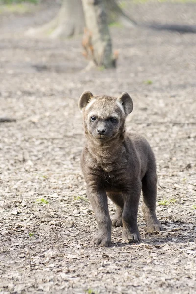 Gevlekte hyena (crocuta crocuta) baby — Stockfoto