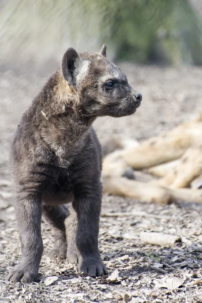 Gevlekte hyena (crocuta crocuta) baby — Stok fotoğraf