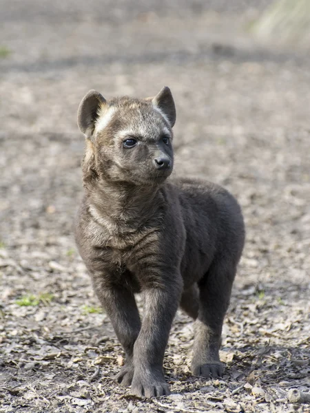 Gevlekte hyena (crocuta crocuta) baby — Stockfoto