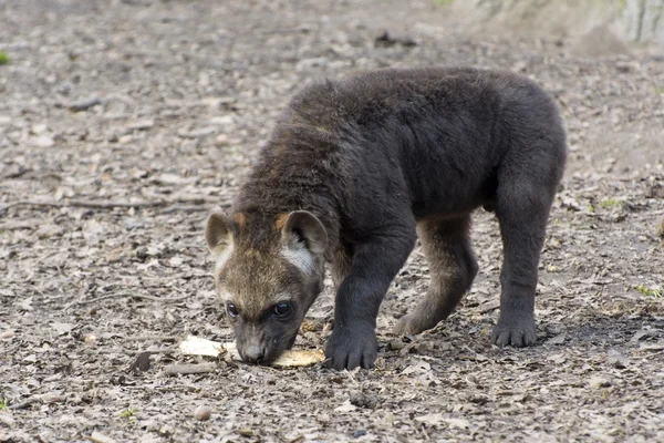 Spotted hyena (Crocuta crocuta) baby — Stock Photo, Image