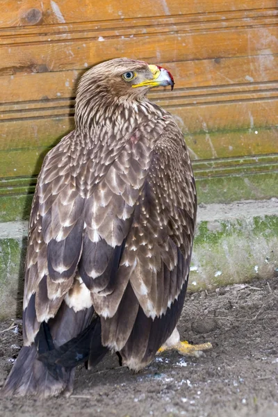 Eastern imperial eagle (Aquila heliaca) — Stock Photo, Image