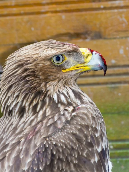 Águila imperial oriental (Aquila heliaca ) — Foto de Stock