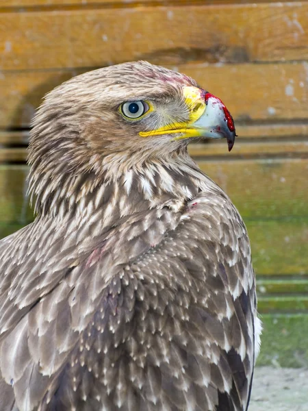 Águila imperial oriental (Aquila heliaca ) — Foto de Stock