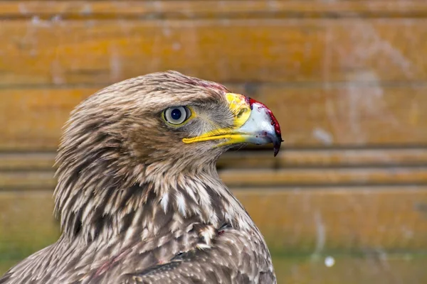 Águila imperial oriental (Aquila heliaca ) — Foto de Stock
