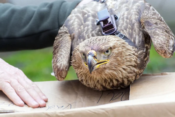 Imperial eagle in hand — Stock Photo, Image