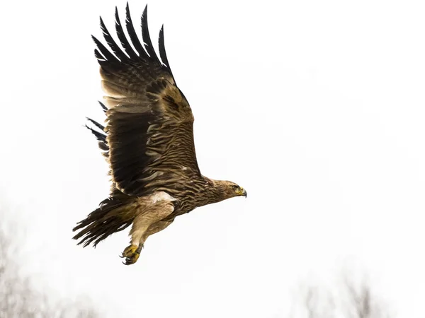 Fliegender Adler — Stockfoto