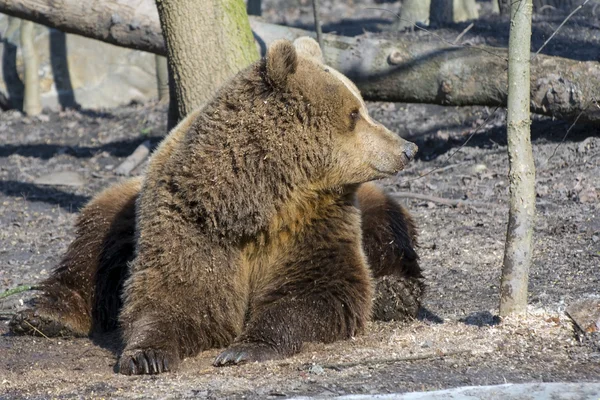 Urso castanho — Fotografia de Stock