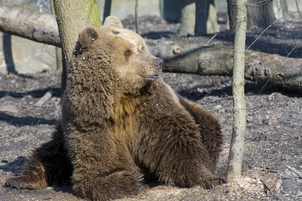 Urso castanho — Fotografia de Stock