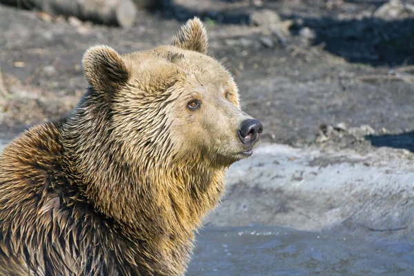 Brown bear — Stock Photo, Image