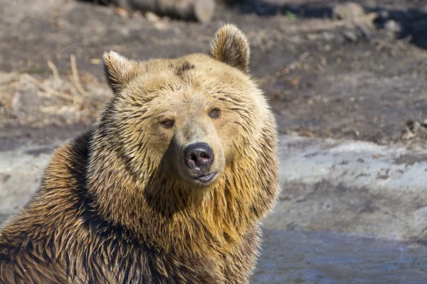 Braunbär — Stockfoto