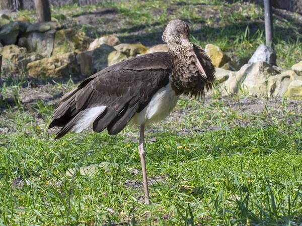 Black stork (Ciconia nigra) — Stock Photo, Image