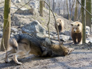 Gri kurt (Canis lupus) ve boz ayı (Ursus arctos)