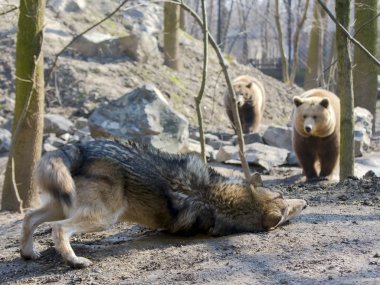 Gray wolf (Canis lupus) and brown bear (Ursus arctos) clipart