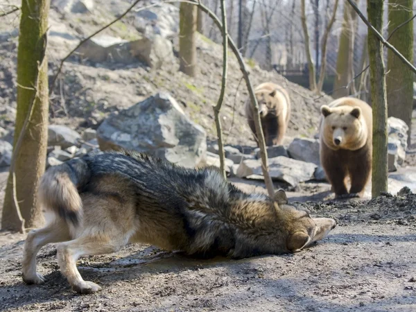 Gray wolf (Canis lupus) and brown bear (Ursus arctos) — Stock Photo, Image