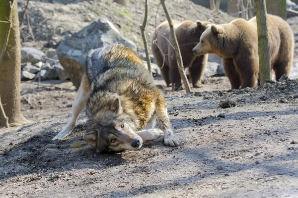 Gray wolf (Canis lupus) and brown bear (Ursus arctos) — Stock Photo, Image