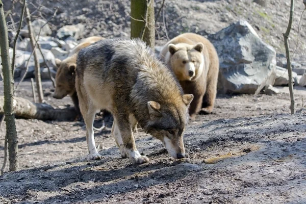 Gri kurt (Canis lupus) ve boz ayı (Ursus arctos) — Stok fotoğraf