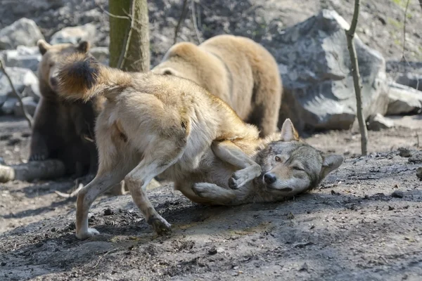 Grå varg (Canis lupus) och brunbjörn (Ursus arctos) — Stockfoto