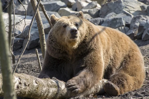 Barnamedve (Ursus arctos)) — Stock Fotó