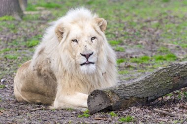 Beyaz Aslan (Panthera leo krugeri)