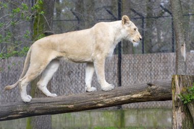 Beyaz Aslan (Panthera leo krugeri)