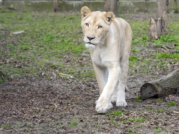 Leão branco (Panthera leo krugeri ) — Fotografia de Stock