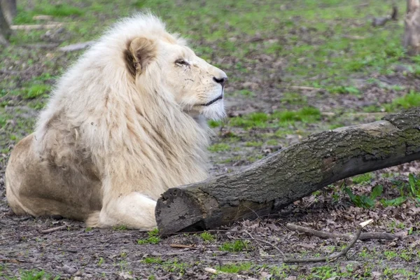 Vita lejon (Panthera leo krugeri) — Stockfoto