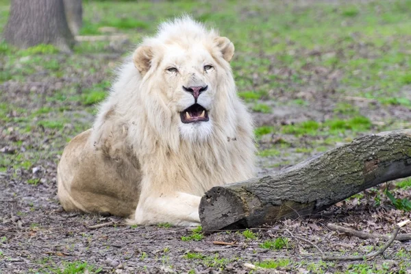 Vita lejon (Panthera leo krugeri) — Stockfoto