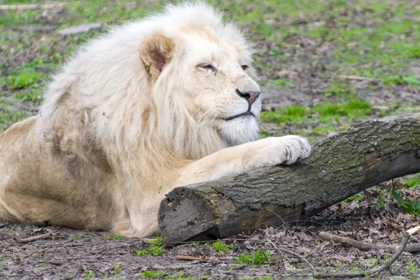 Vita lejon (Panthera leo krugeri) — Stockfoto