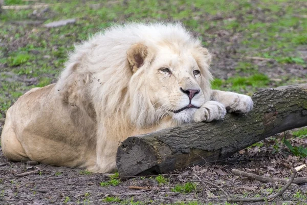 Leone bianco (Panthera leo krugeri ) — Foto Stock