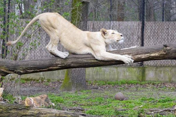 León blanco (Panthera leo krugeri ) — Foto de Stock